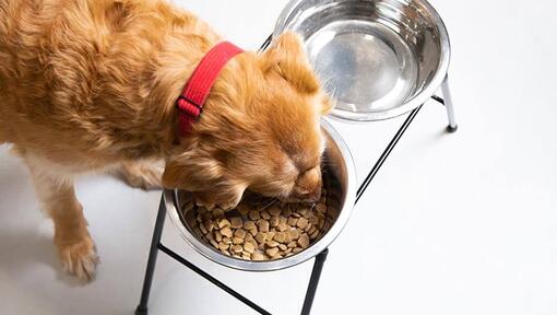 Feeding & Hydration