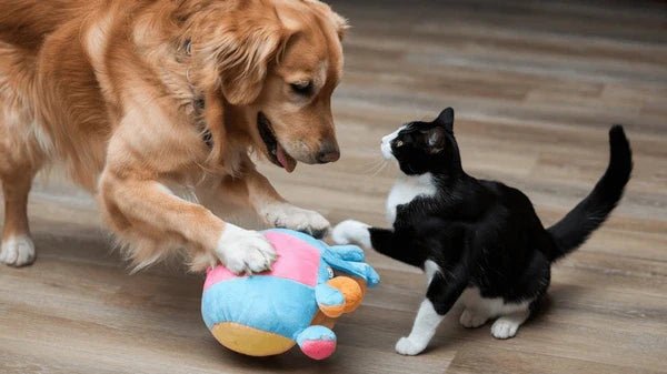 Play & Enrichment